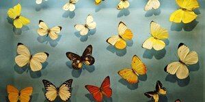 Schmetterlingspräparate in einem Museum