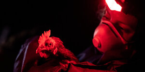 Ein Mitglied vom Verein "Rettet das Huhn" trägt am frühen Morgen eine Legehenne aus einem Stall im Landkreis Gifhorn.