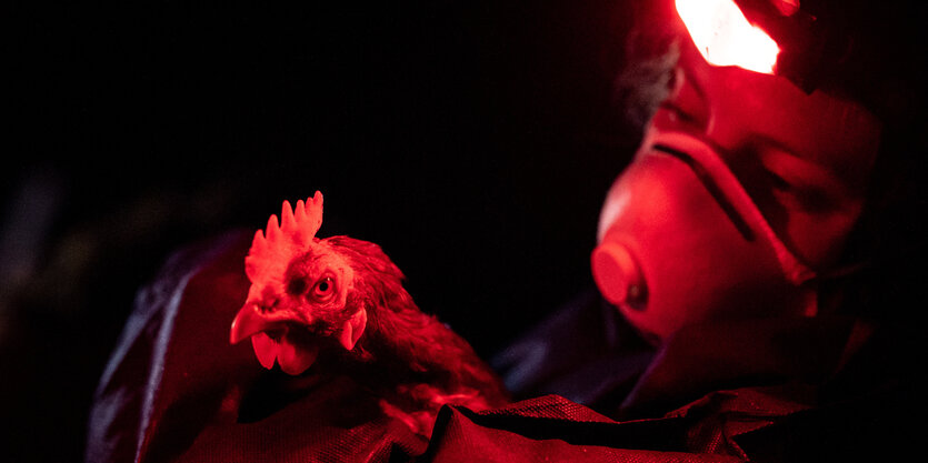 Ein Mitglied vom Verein "Rettet das Huhn" trägt am frühen Morgen eine Legehenne aus einem Stall im Landkreis Gifhorn.