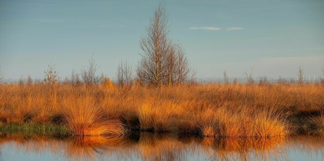 Blick auf eine Geestlandschaft in der Winterabendsonne: Rot angestrahltes Gestrüpp vor morastigen Tümpeln.