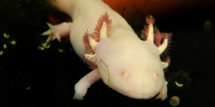 Ein Axolotl