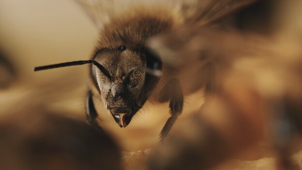 Nahaufnahme einer Biene frontal von vorne, gelb-braune Farbtöne