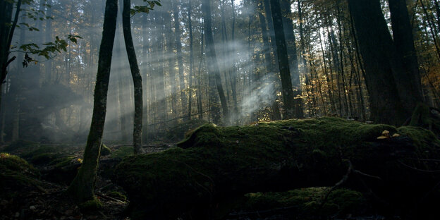 Wald, Licht bricht von oben durch Baumstaemme