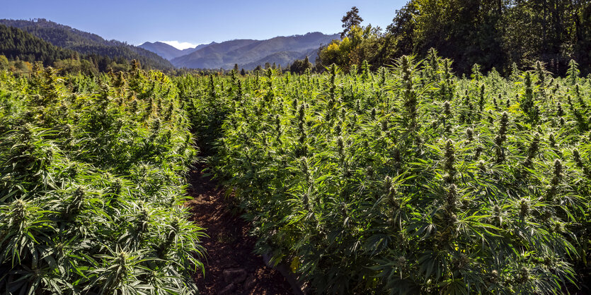 Hanf Plantage , Berge im Hintergrund