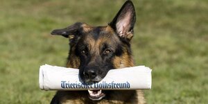 Ein Hund hat die Ausgabe vom Trierischen Volksfreund im Maul