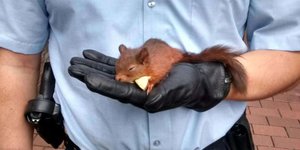 Eichhörnchen in Hand eines Polizisten