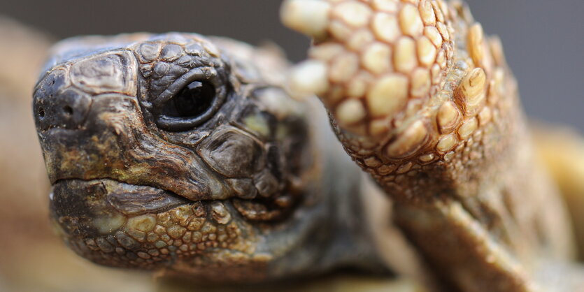 Eine Griechische Landschildkröte in Nahaufnahme