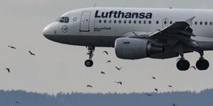Eine Lufthansa-Maschine fliegt durch einen Vogelschwarm
