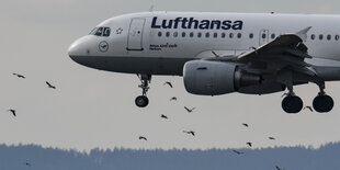 Eine Lufthansa-Maschine fliegt durch einen Vogelschwarm