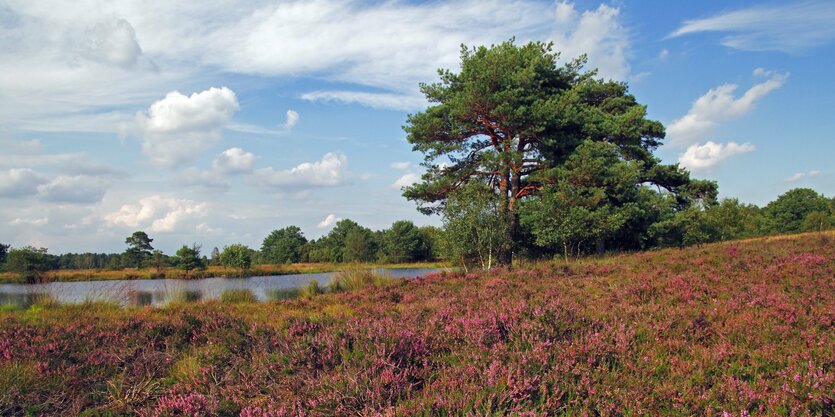 Heide mit Heidekraut einem Baum und einem See