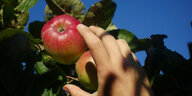 Eine Hand greift einen Apfel.