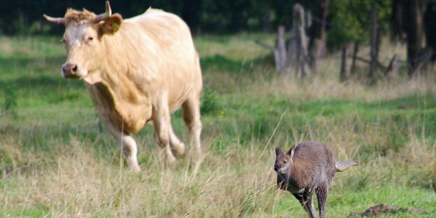 Wettlauf zwischen Kuh und Känguru.