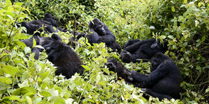 Eine Gruppe von Gorillas schläft im Regenwald