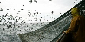 Fischer ziehen ein Netz aus dem Meer, das von vielen Möven umflogen wird