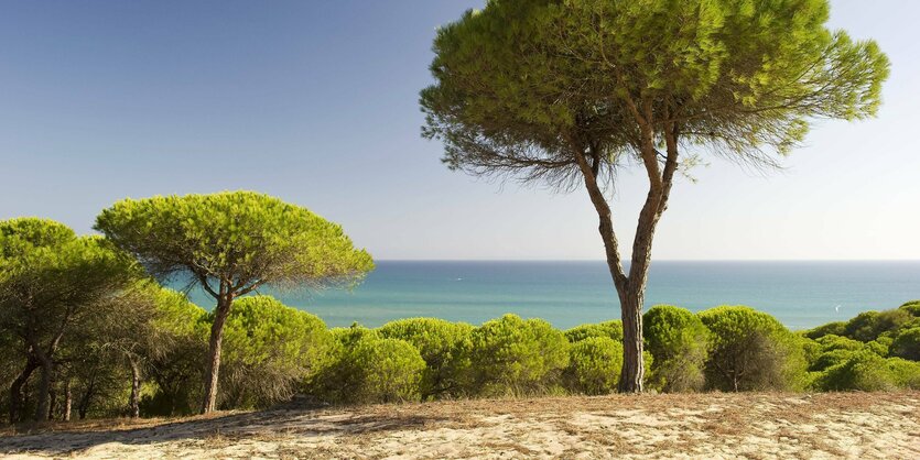 Wald bei Barbate: Bäume und Sträucher vor dem Meer