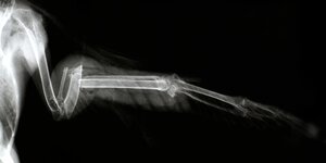 Röntgenbild eines gebrochenen Flügels