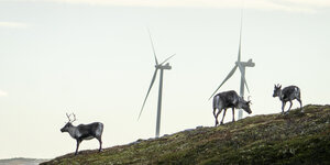 Drei Rentiere unterwegs zwischen zwei Windturbinen
