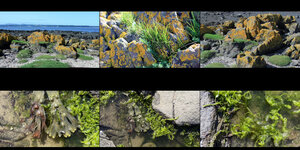 Zwei Streifen mit je drei Bildern von Küstenvegetation