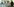 fünf Afghanen gehen über einen mit Glassplittern übersäten Teppich in einer Moschee