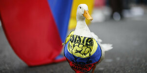 Eine Ente trägt ein Kopftuch in den Nationalfarben Kolumbiens, dahinter ein Teil einer kolumbianischen Flagge