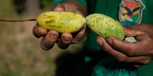 Hände präsentieren eine grün-gelbliche Frucht