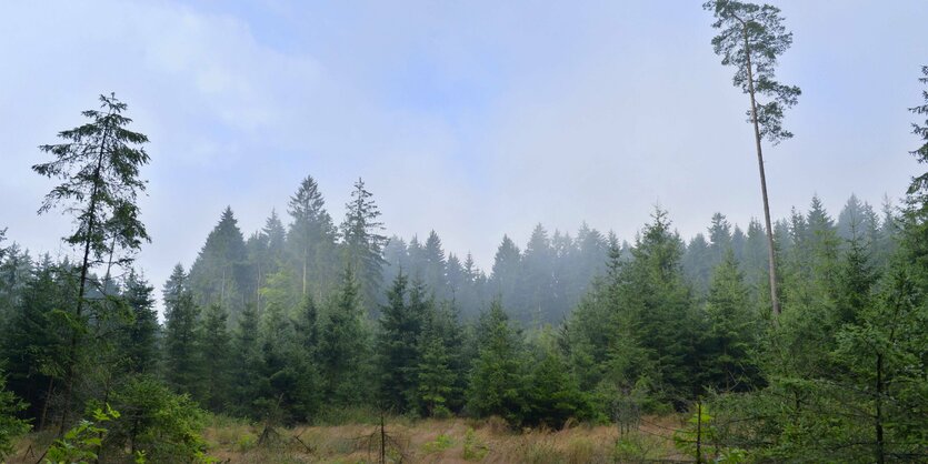 Wald mit Nadelbäumen