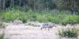 Zwei Wolfswelben tumḿeln sich in der Döberitzer Heide