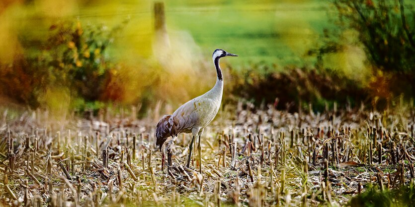 Ein Kranich steht auf einem Feld.