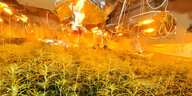 Lampen über Cannabispflanzen in einer Indoorplantage