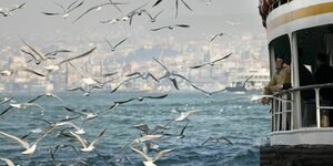 Möwen neben einer Fähre auf dem Bosporus