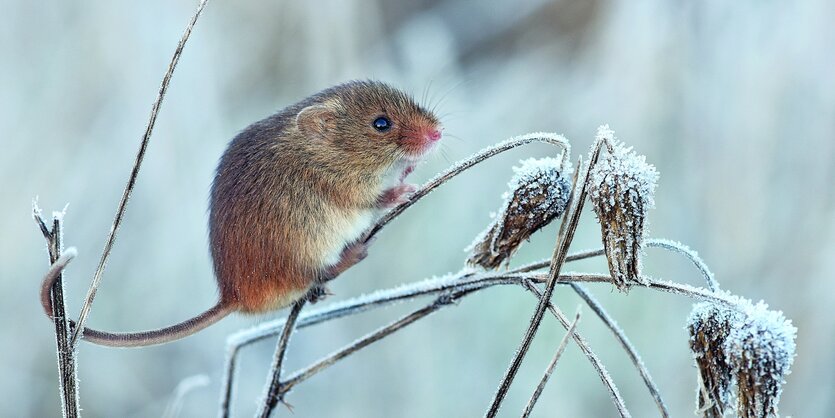 Eine Zwergspitzmaus sitzt auf einem mit Schnee bedeckten Ast.