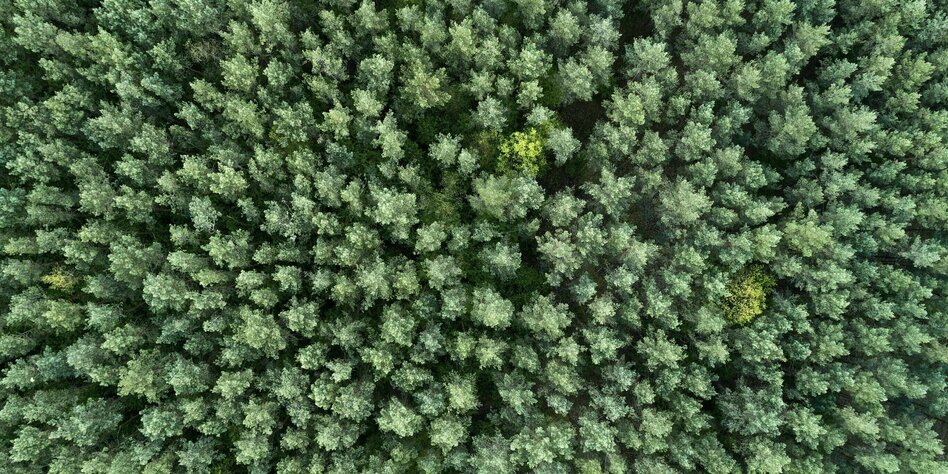 Luftbild von einem Nadelwald in Mecklenburg
