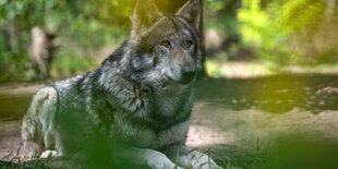 Ein Wolf vor einem Baum im Grünen