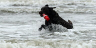 Labrador hat etwas rotes im Maul und läuft durch Wasser