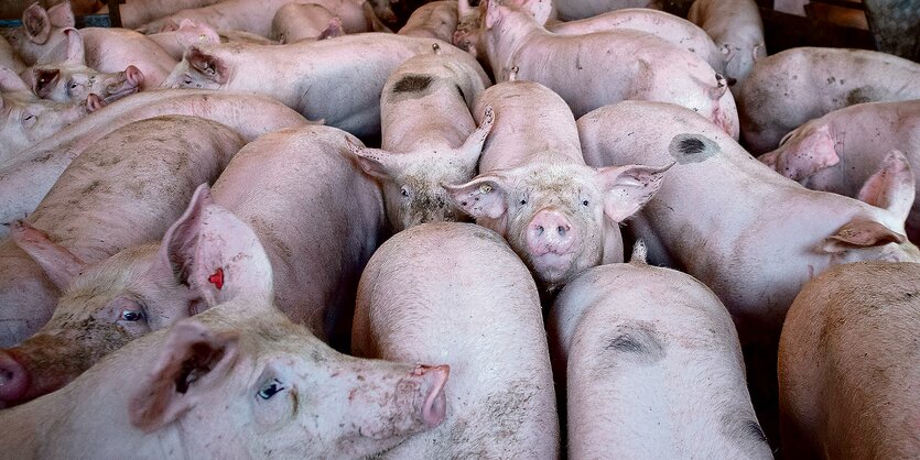 Schweine stehen in einem Stall.