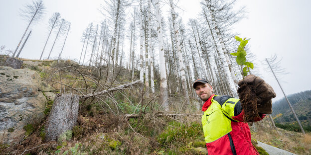 Forstwirtschaftsmeister Alexander Frese von den Niedersächsischen Landesforsten pflanzt Buchen bei der Aufforstung einer Waldfläche im Oberharz.
