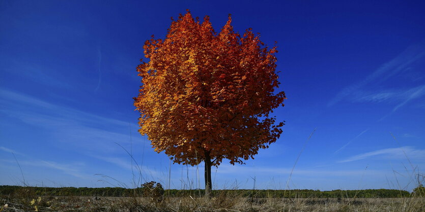 Ein herbstlich leuchtender Laubbaum vor blauem Himmel