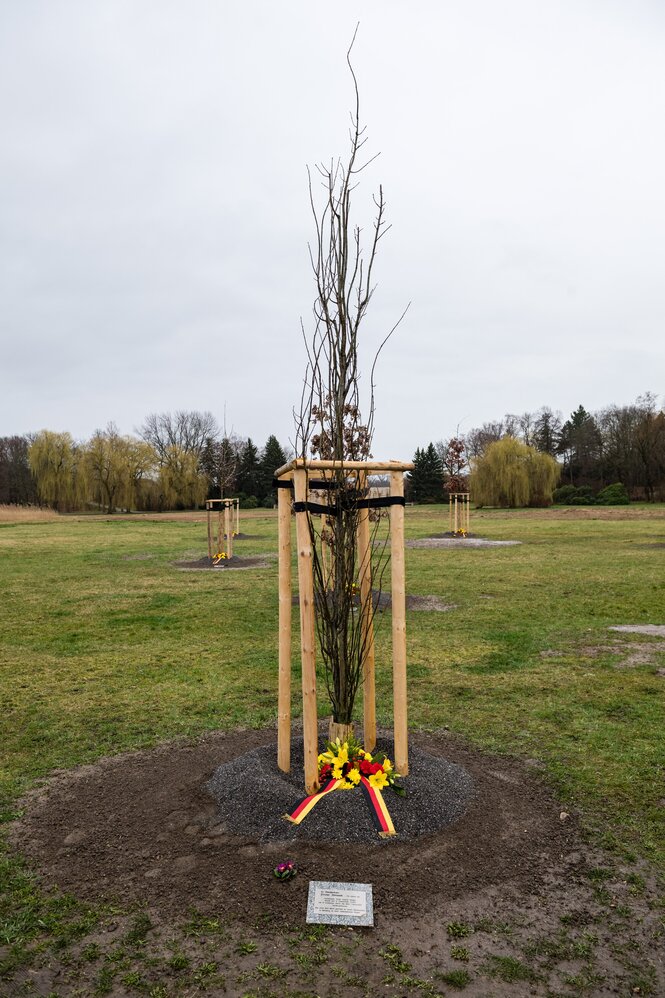 Ein junger Baum mit einer Gedenktafel davor