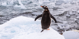 Ein Pinguin auf einer Eisscholle.