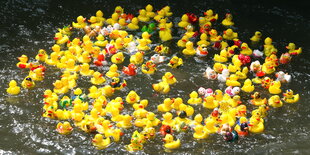 Eine Horde Quietscheentchen schwimmt im Wasser.