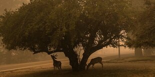 Rehe an einem Baum im Rauch eines nahen Feuers