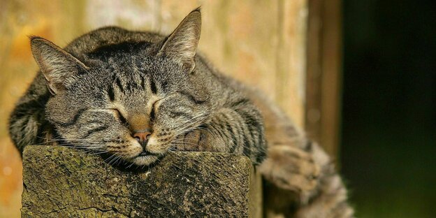 Eine getigerte Katze schläft auf einem Holzpfosten