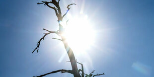 Gleißendes Sonnenlicht hinter einem vertrocknetem Baum