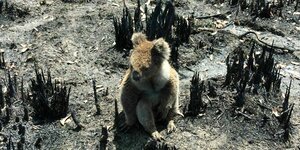 Koala inmitten von verbranntem Wald