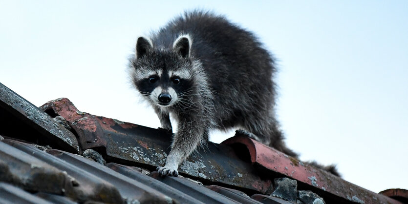 Ein Waschbär klettert über ein Dach in Berlin