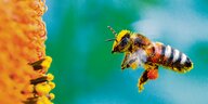 Großaufnahme einer Biene im Anflug auf eine Blüte.