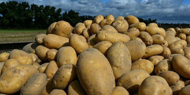 Frisch geerntete Kartoffeln der Sorte Linda liegen auf einem Anhänger auf einem Feld