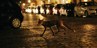 Ein Fuchs läuft nachts durch großstädtische Straße