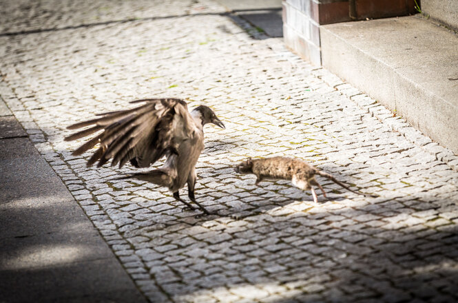 Eine Ratte und eine Krähe auf der Straße