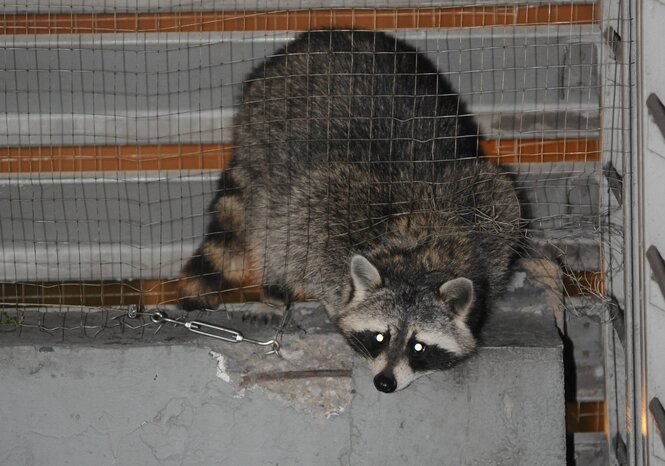 Ein Waschbär in einem Parkhaus